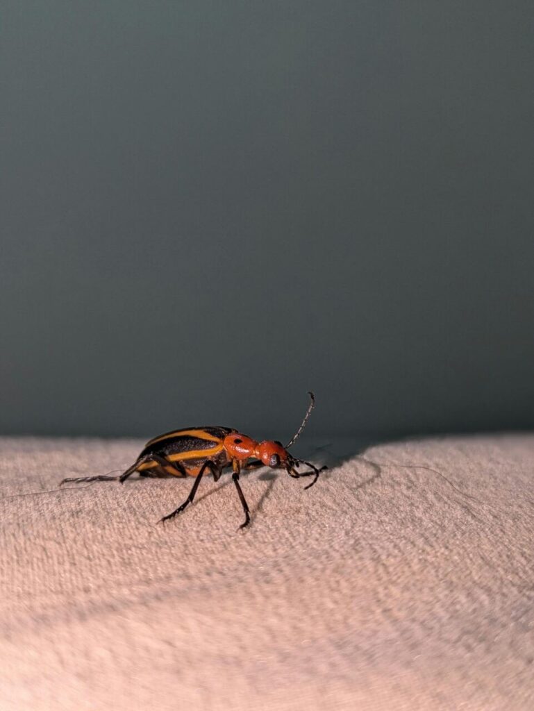 Dezynsekcja - Piotrków Trybunalski