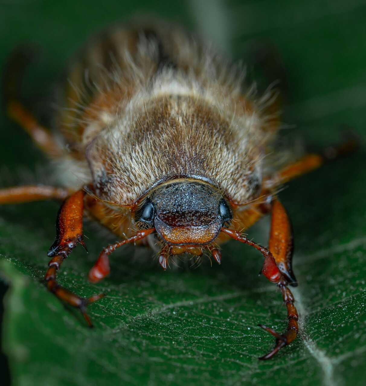 Dezynsekcja Piotrków Trybunalski